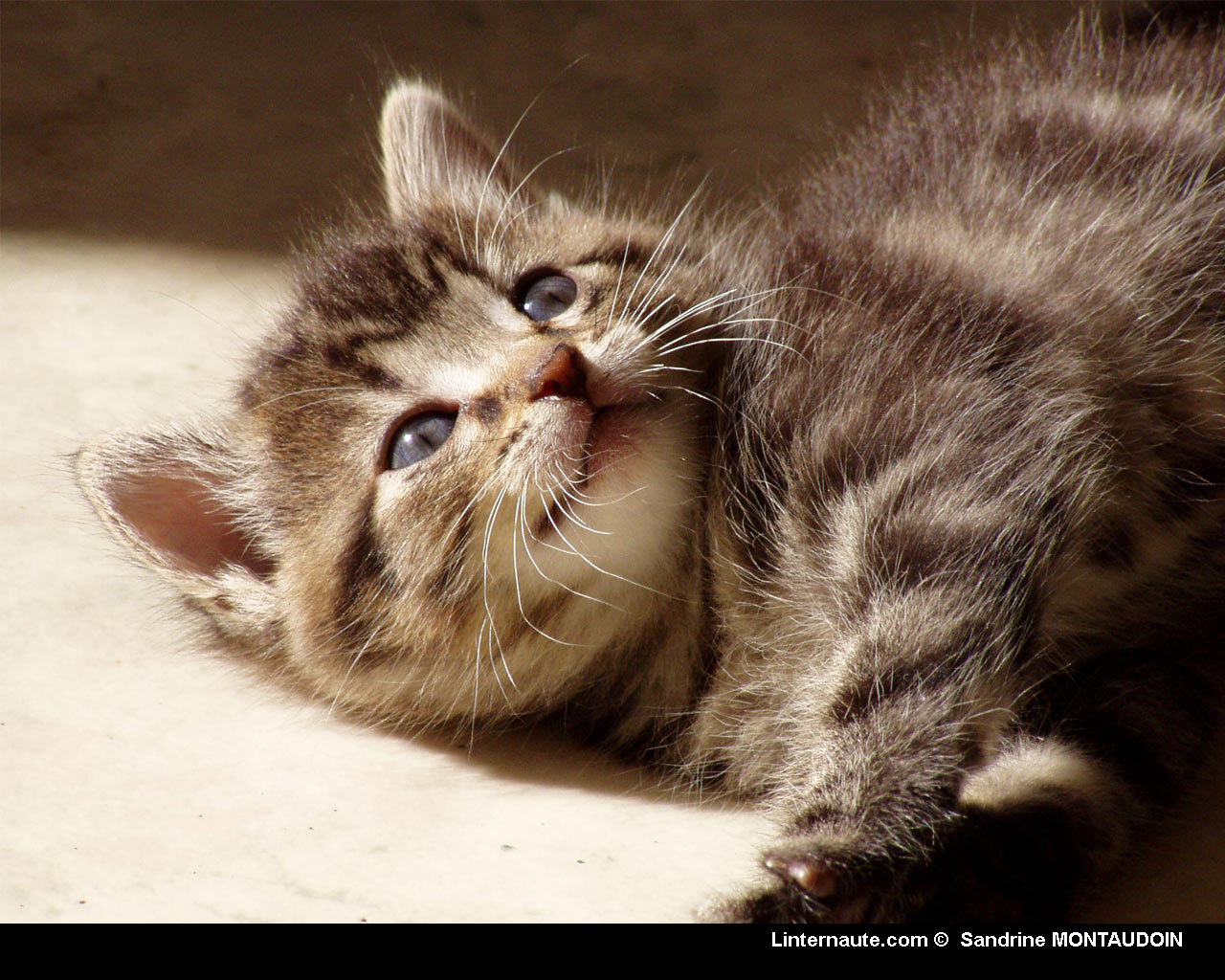 chat